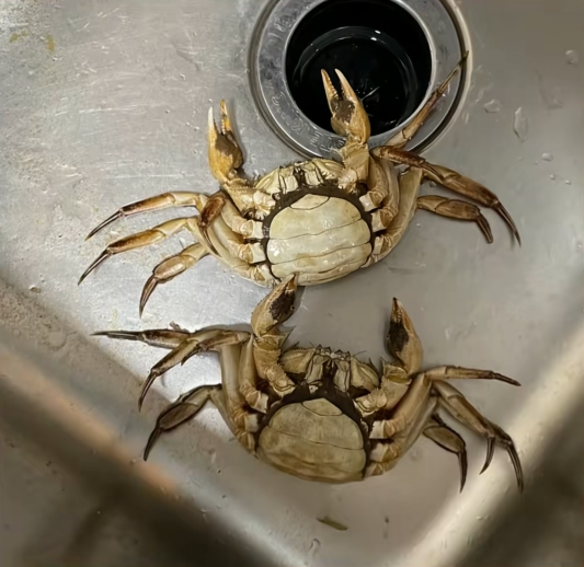 全国首例！有人用AI假图仅退款，被拘8天